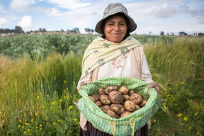 Women harvesting potatoes