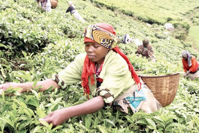 Harvesting tes in Malawi