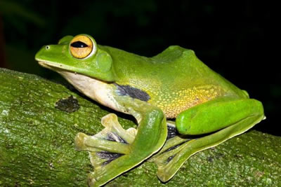 Helen's Flying Frog