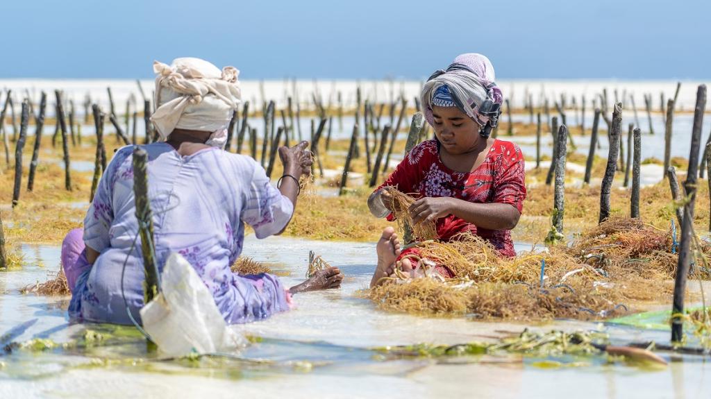 "Woman sort through seaweed in a seaweed farm in Tanzania."