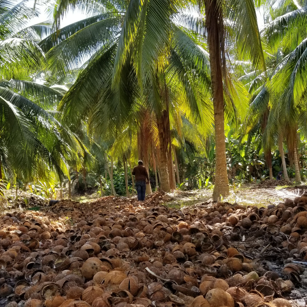 Coconut shells