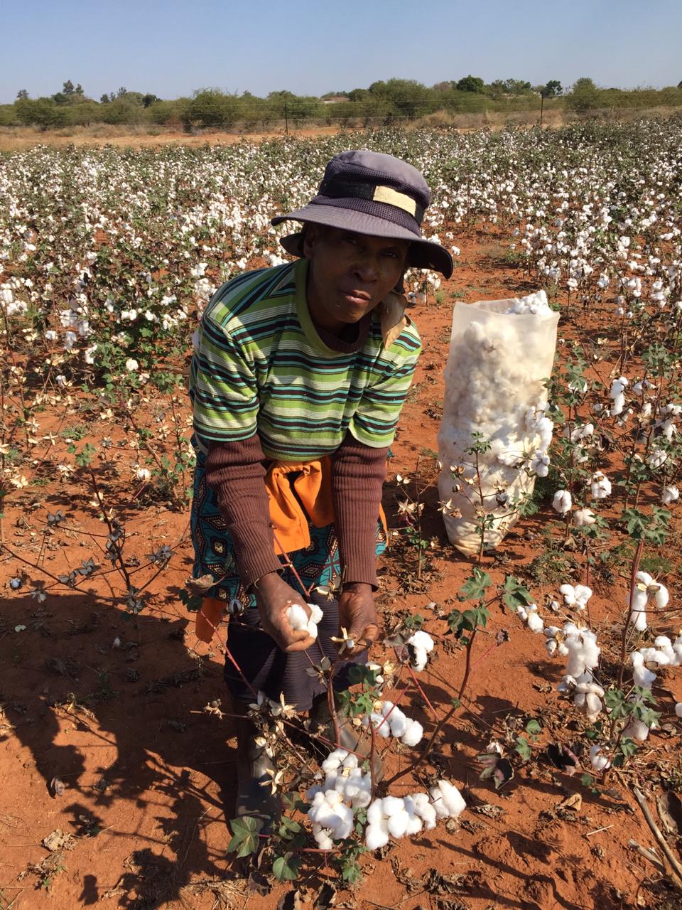 THE WORLD OF COTTON