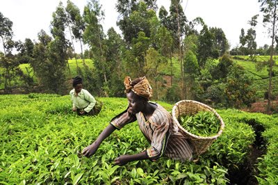 Organic tes in Kenya