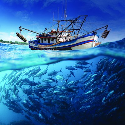 fishing - Companies for fishing - Manufacturers, Exporters