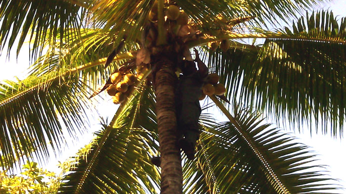 coconut-tree_2.jpg
