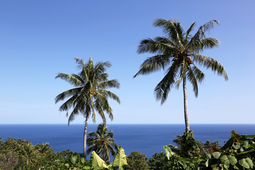 ditc-ted-10112017-Vanuatu-trees-1-500.jpg