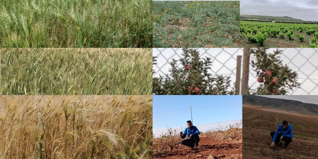 Algeria Cropwatch Programme