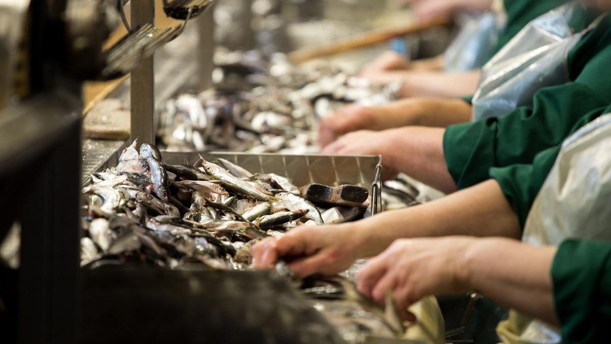Workers in a fish processing factory