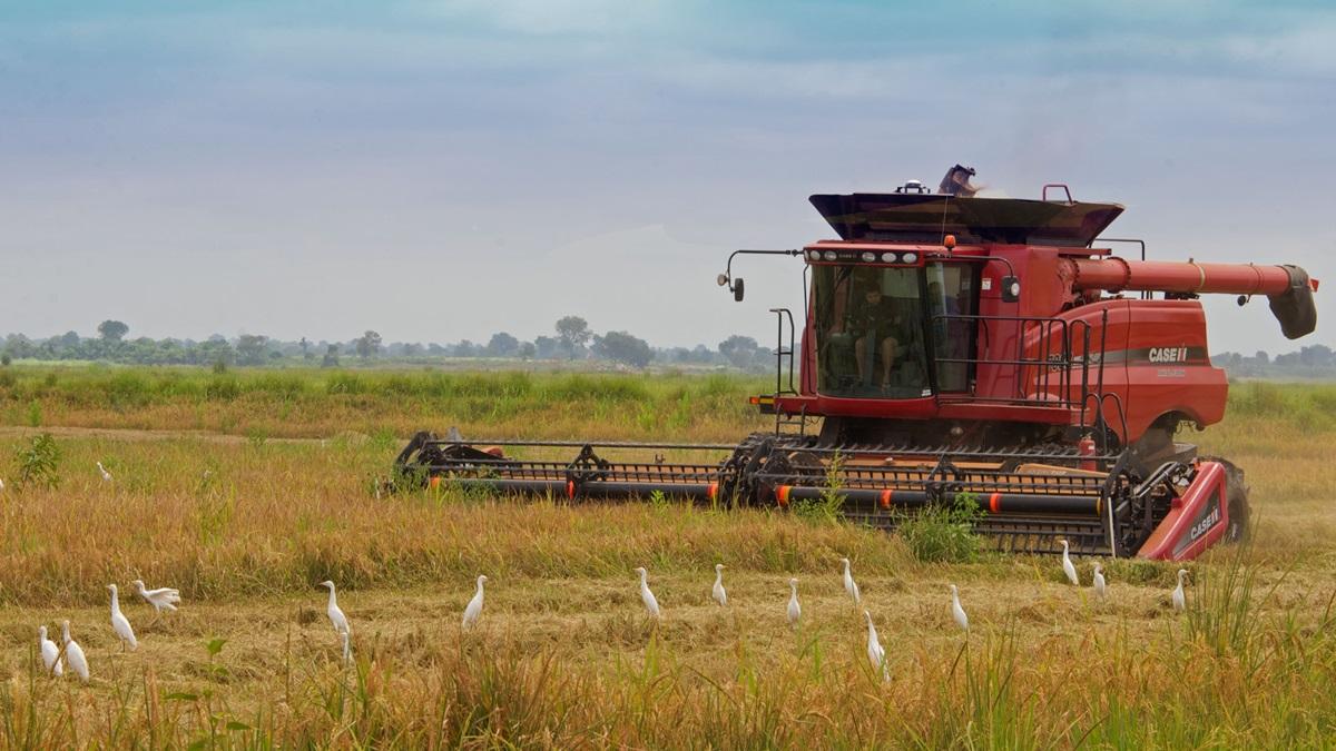A combine harvester operates in a rice field in Nigeria.