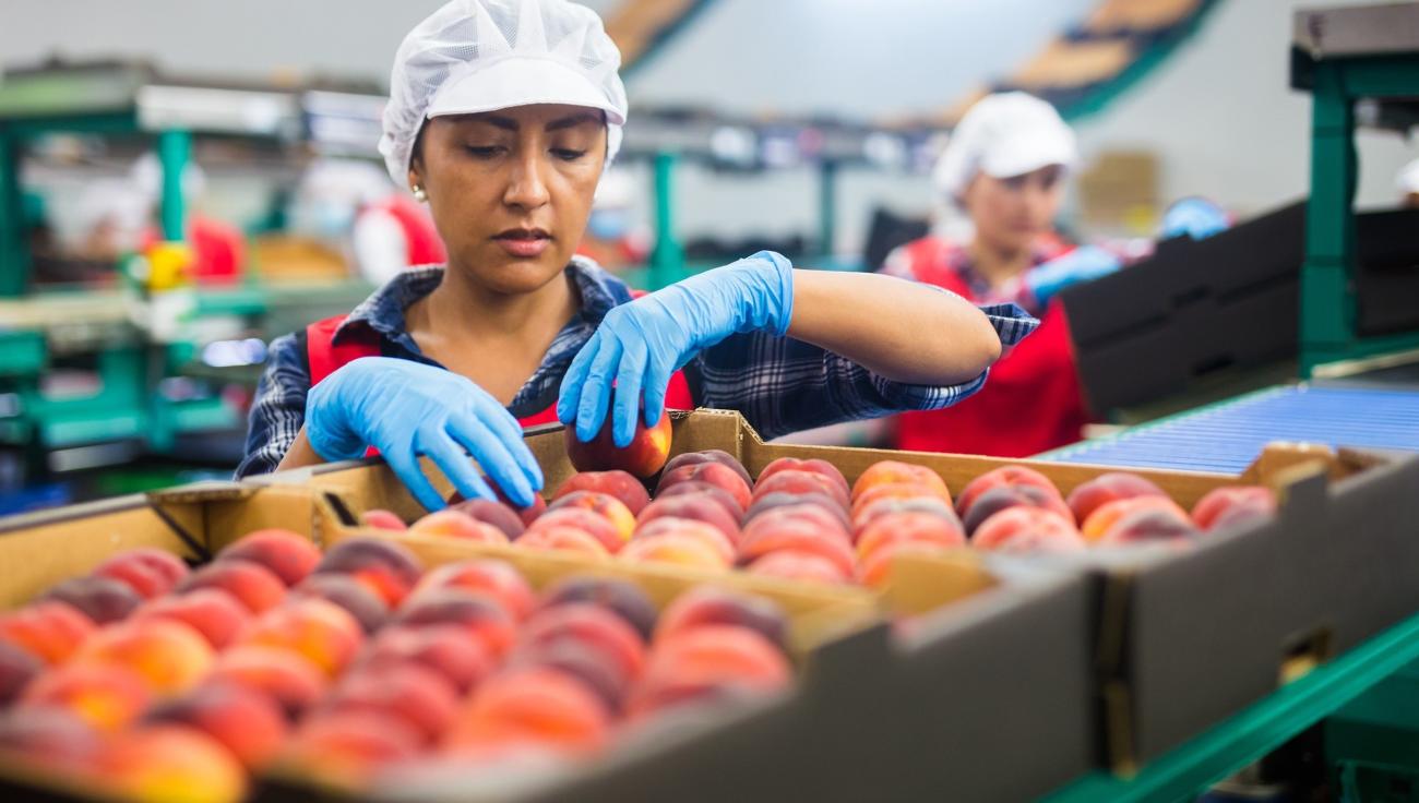 Worker in Latin America sorts fresh peaches for export