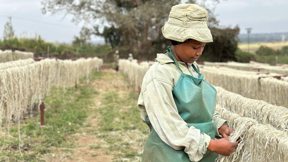 A startup in Thika, Kenya, works to turn agricultural residues, such as pineapple leaf fibres, into an eco-friendly alternative to plastics.