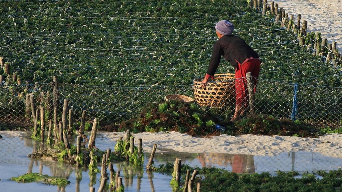 A seaweed farmer in Indonesia.