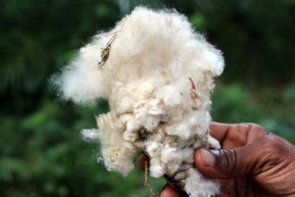 Lomé hosts a key meeting focused on professionalizing the African cotton  sector - Togo First