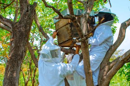 Angola: Empoderando a las mujeres a través de la miel