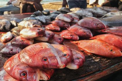 Time is running out to find a solution to overfishing, UNCTAD warns 