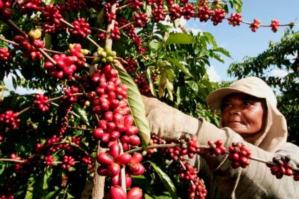 Coffee value chains: Enhancing traceability in Latin America