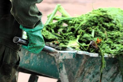Embedding the bioeconomy into national circular economy plans