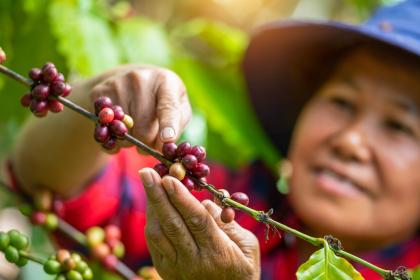 Can coffee help protect biodiversity?