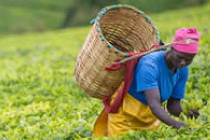 Tea and potatoes show potential of intra-Africa agricultural trade