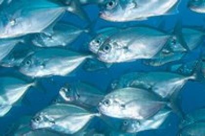 UNCTAD14 sees 90 countries sign up to UN roadmap for elimination of harmful fishing subsidies
