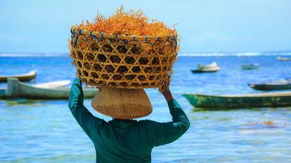 A farmer harvests seaweed in Bali, Indonesia.