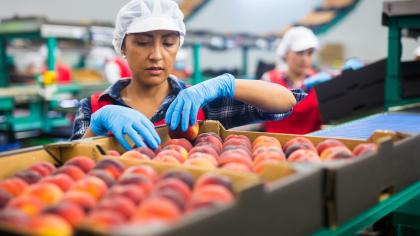 Worker in Latin America sorts fresh peaches for export