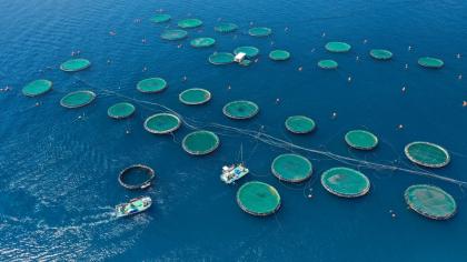 Aerial drone photo of large fish farming unit of sea bass