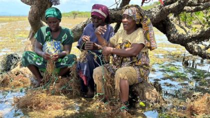 Kenyan farmers harvest seaweed using biodegradable ropes.