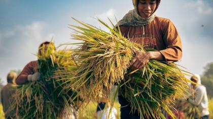 Timur, Indonesia - 14 April 2024: A farmer is harvesting rice in a field. He is wearing a brown shirt and a scarf around his neck. He is holding a large bundle of rice in his arms.