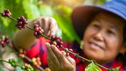 A farmer tends arabica coffee plants in Gia Lai, Viet Nam.