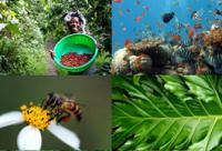 Trade and Biodiversity Webinar II: Sustainable guidelines for biodiversity-based value chains in Latin America and the Caribbean